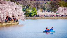 Cherry Blossoms in Washington, DC along the Tidal Basin