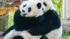 Pandas at the National Zoo in Washington, DC Pandas at the National Zoo in Washington, DC