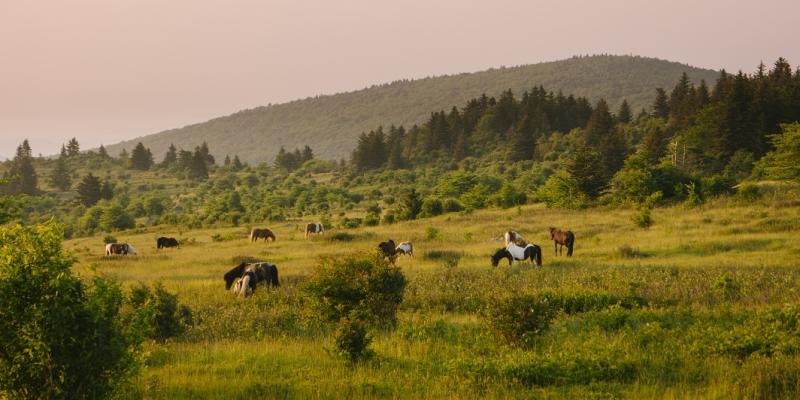 Wild ponies grazing at sunset with the mountains in the background at Grayson Highlands State Park in Virginia USA
