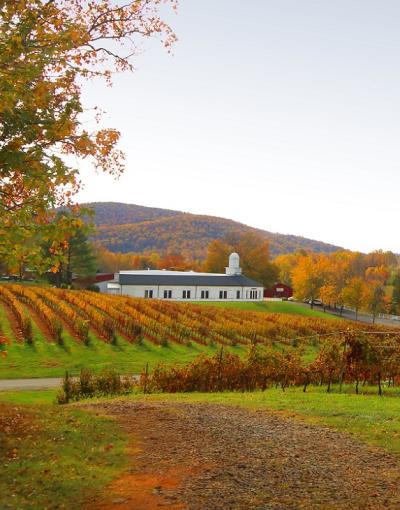 Barboursville Vineyards, Virginia, winery, vineyard, wine, fall, scenic, USA