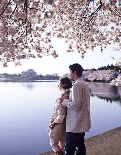 Cherry Blossoms in Washington, DC